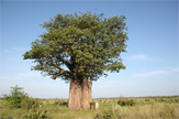 "Самый старый" в Африке баобаб